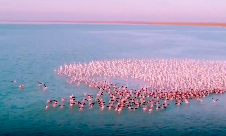 Не снимать! Как прессовали автора видео с розовыми фламинго