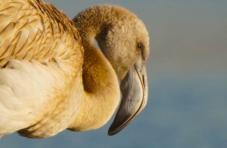 Фламинго раздора