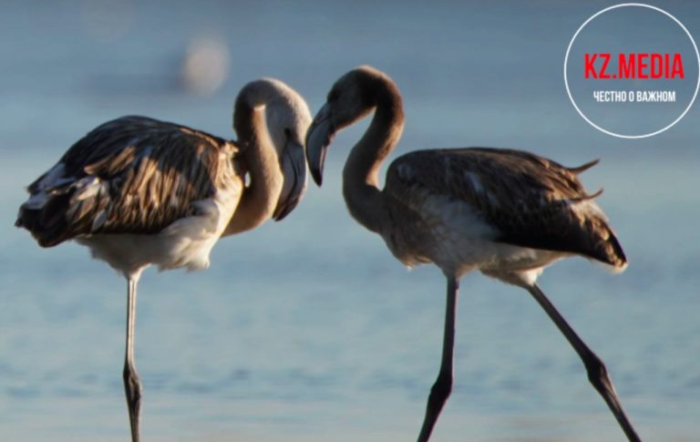 Самосвалом по фламинго. ВИДЕО