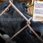 Когда убийство выдают за заботу: в Казахстане принимают поправки в закон в отношении бездомных животных