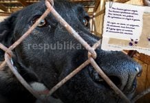 Когда убийство выдают за заботу: в Казахстане принимают поправки в закон в отношении бездомных животных