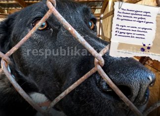 Когда убийство выдают за заботу: в Казахстане принимают поправки в закон в отношении бездомных животных