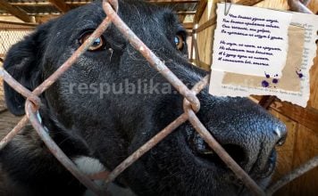 Когда убийство выдают за заботу: в Казахстане принимают поправки в закон в отношении бездомных животных