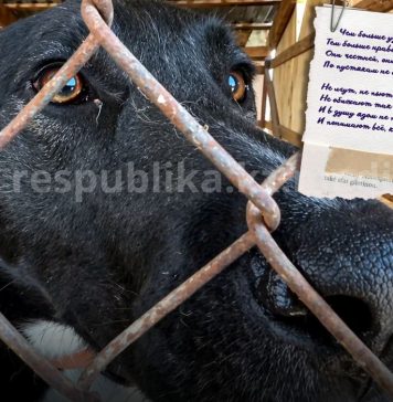 Когда убийство выдают за заботу: в Казахстане принимают поправки в закон в отношении бездомных животных